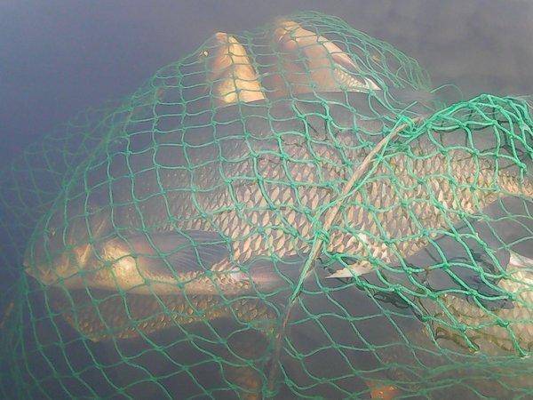 Лещи 10 сентября 2017 009.jpg