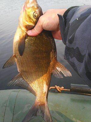 Лещи 10 сентября 2017 011.jpg