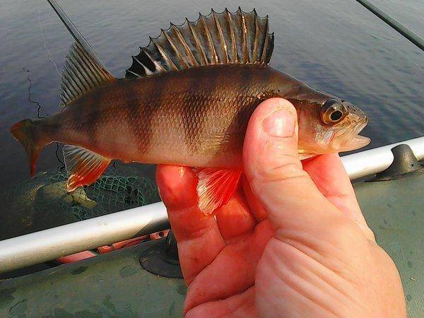 Лещи 10 сентября 2017 014.jpg