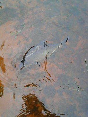 Лещи 10 сентября 2017 024.jpg