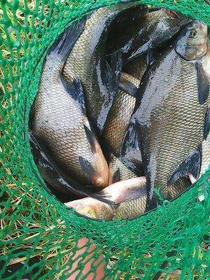 Лещи 10 сентября 2017 021.jpg