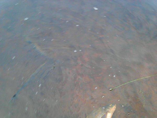 Лещи 10 сентября 2017 028.jpg