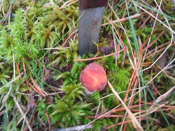 Грибы 17 сентября 2017 010.jpg