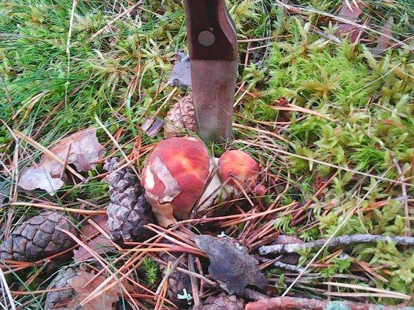 Грибы 17 сентября 2017 009.jpg