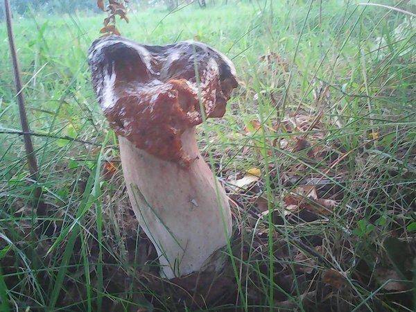 Грибы 17 сентября 2017 012.jpg