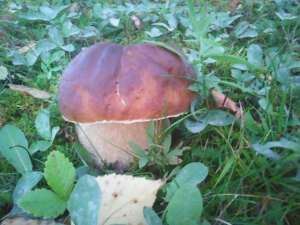 Грибы 17 сентября 2017 013.jpg