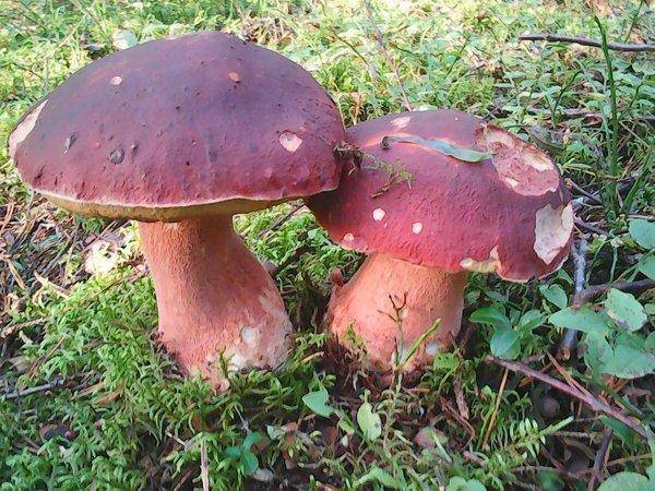 Грибы 22 сентября 2017 002.jpg