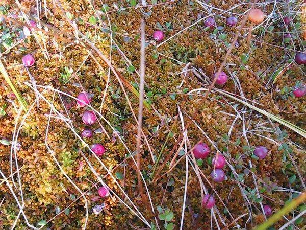 Грибы 22 сентября 2017 003.jpg