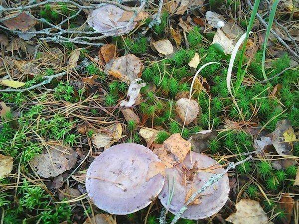 Грибы 22 сентября 2017 006.jpg