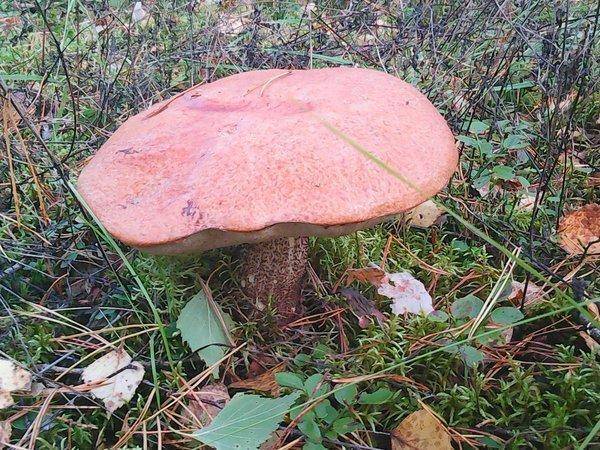 Грибы 22 сентября 2017 007.jpg