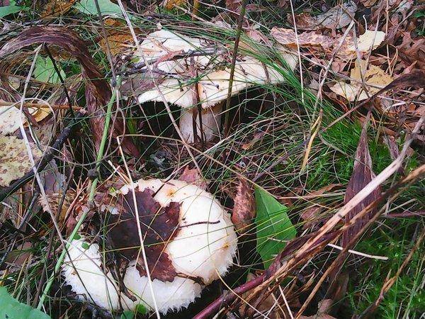 Грибы 22 сентября 2017 012.jpg