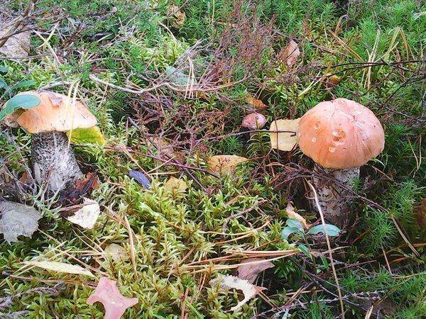 Грибы 22 сентября 2017 016.jpg