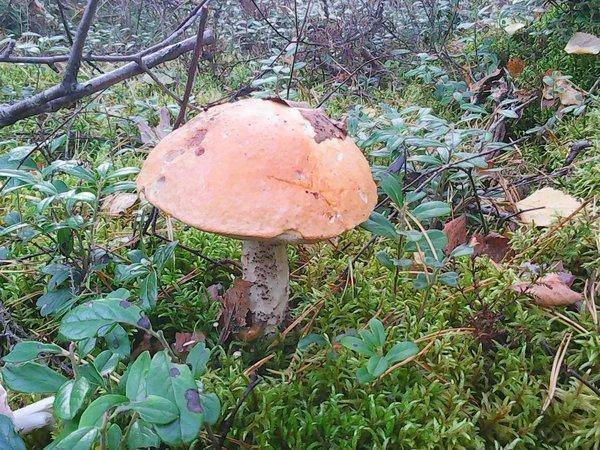 Грибы 22 сентября 2017 017.jpg