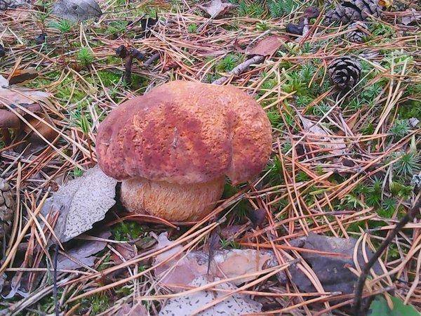 Грибная рыбалка 29 сентября 2017 001.jpg