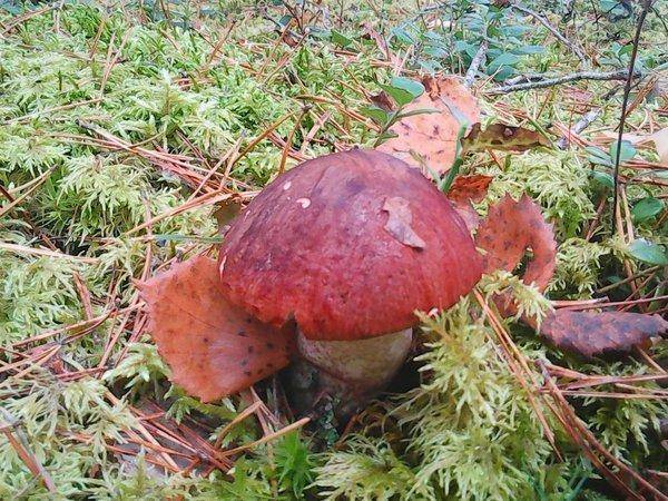 Грибная рыбалка 29 сентября 2017 006.jpg