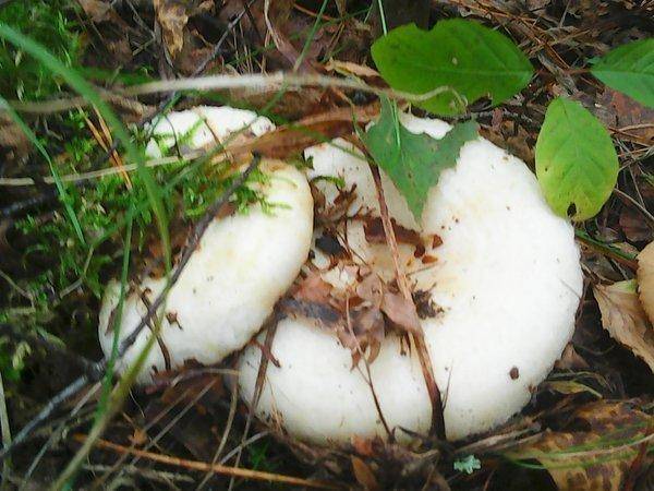 Грибная рыбалка 29 сентября 2017 008.jpg