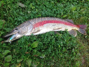 majorcraft zoner 110sp щука 5 кг