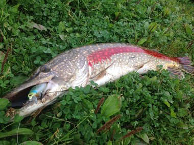 majorcraft zoner 110sp щука 5 кг