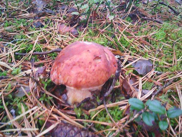 Грибы - Рыбалка 6 октября 2017 003.jpg