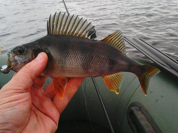 Грибы - Рыбалка 6 октября 2017 010.jpg