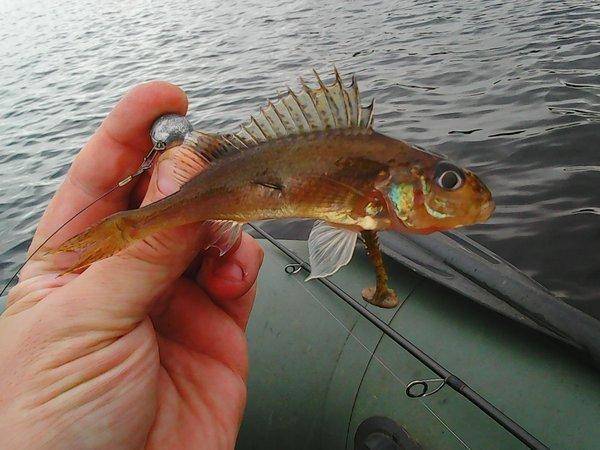 Грибы - Рыбалка 6 октября 2017 012.jpg