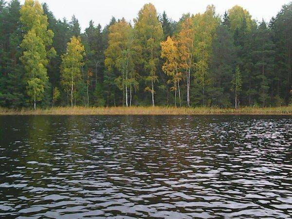 Грибы - Рыбалка 6 октября 2017 013.jpg