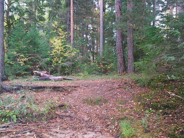 Грибы - Рыбалка 6 октября 2017 016.jpg