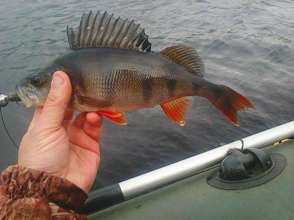 Боровно 11 октября 2017 002.jpg