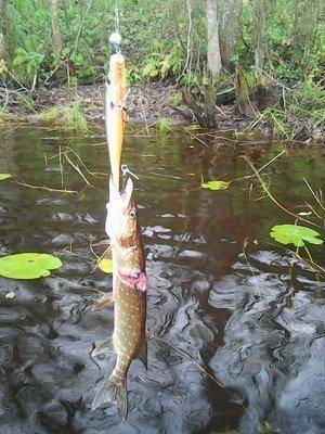 Рыбалка 15 октября 2017 004.jpg