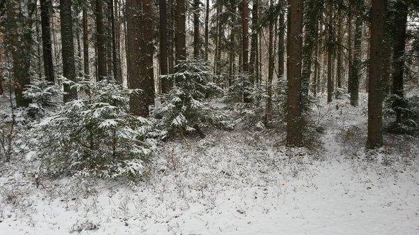 Боровно 27 октября 2017 004.jpg