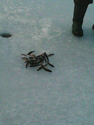 Боровно 13.02.2016 013.jpg