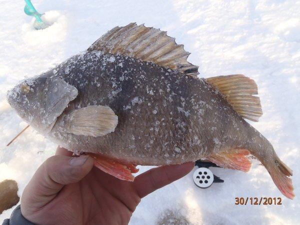 зима аркацкий 2 016.JPG