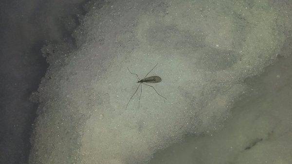 Розливы 9 декабря 2017 020.jpg