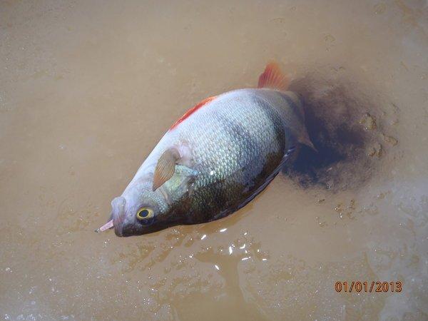 Аркацкий 3 008.JPG