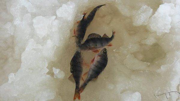 Рыбалка 2 января 2018 003.jpg