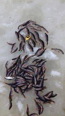 VK_Saved_Photo_ 636510240172546642.jpg