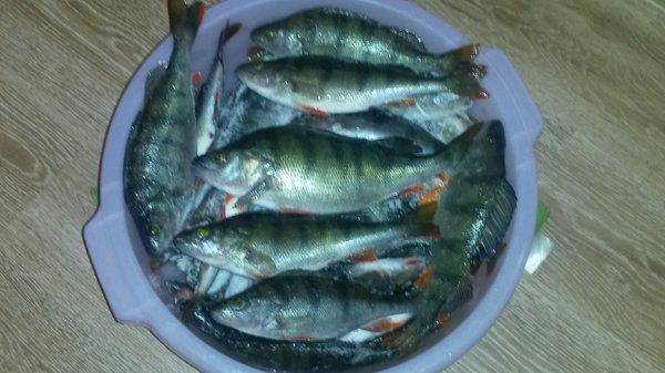 Супер рыбалка на Ладоге 23 января 2018 003.jpg