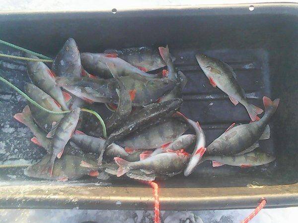 Супер рыбалка на Ладоге 23 января 2018 004.jpg