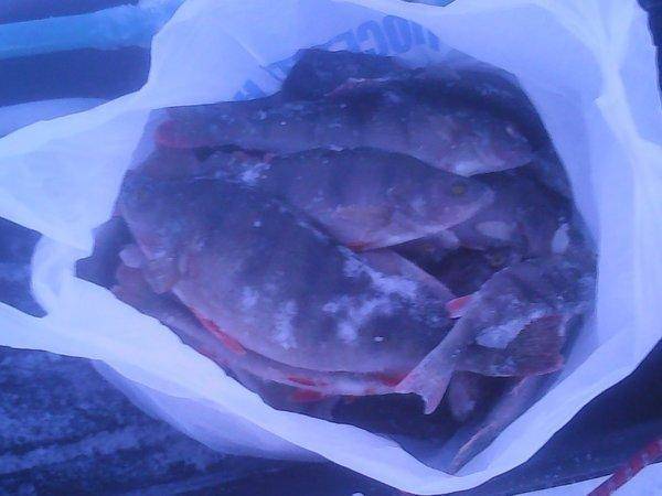 Супер рыбалка на Ладоге 23 января 2018 006.jpg