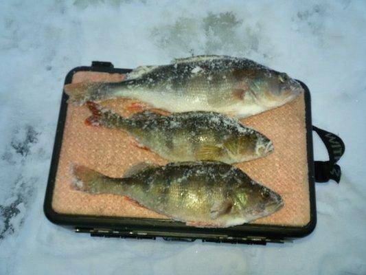 VK_Saved_Photo_ 636524258140758210.jpg