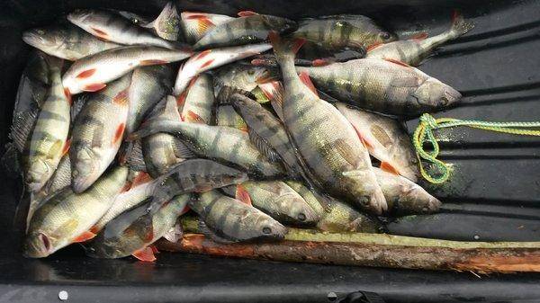 Супер рыбалка на Ладоге 16-27 января 2018 004.jpg