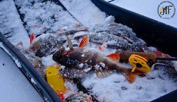 зима рыба  (3 of 1).jpg