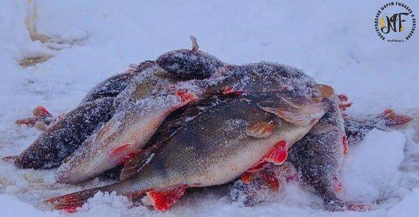 зима рыба  (11 of 1).jpg