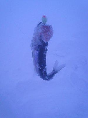 Корюшка 16 февраля 2018 001.jpg