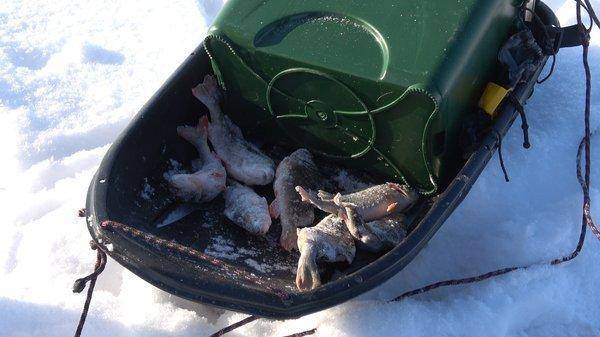 C0084Рыба рекса.MP4_snapshot_00.01.jpg