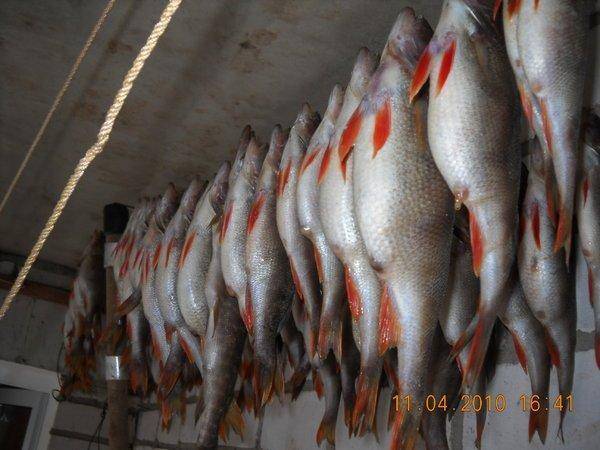 курицко 041.jpg