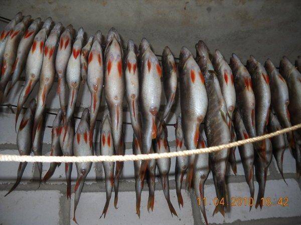 курицко 043.jpg