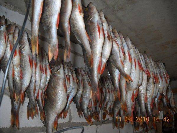 курицко 044.jpg