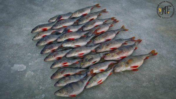 зима рыба  (42 of 1).jpg