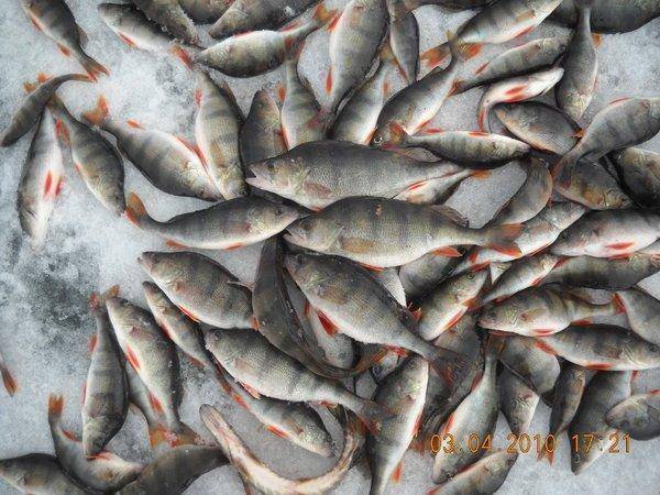 курицко 009.jpg